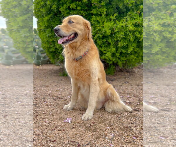 Medium Photo #6 Golden Retriever Puppy For Sale in PIPE CREEK, TX, USA