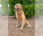 Small #5 Golden Retriever