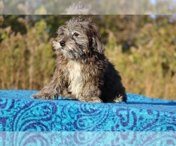 Medium Photo #10 ShihPoo Puppy For Sale in DYERSBURG, TN, USA