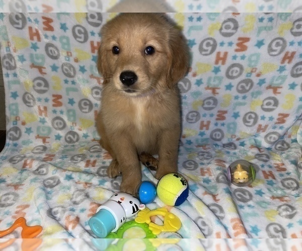 Medium Photo #1 Golden Retriever Puppy For Sale in HOUSTON, TX, USA