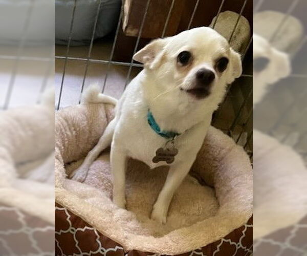 Medium Photo #3 Chihuahua-Unknown Mix Puppy For Sale in Oakhurst, NJ, USA
