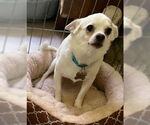 Small #2 Chihuahua Mix
