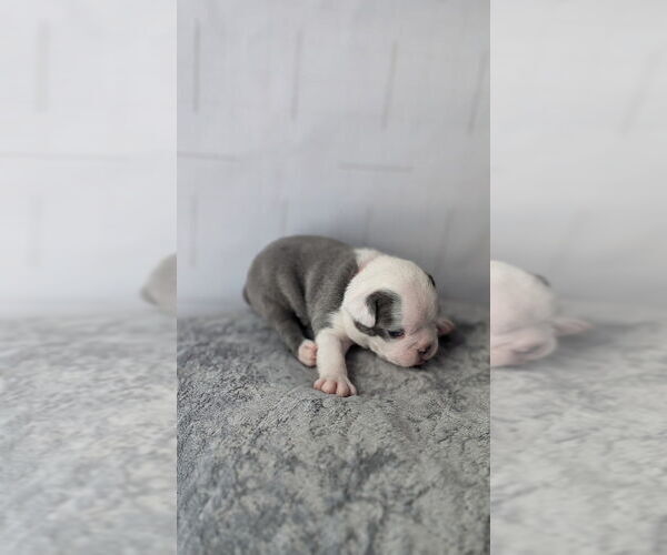 Medium Photo #3 Boston Terrier Puppy For Sale in ROCHESTER, NH, USA