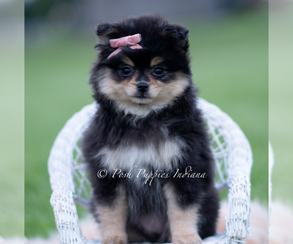 Medium Photo #2 Pomeranian Puppy For Sale in WARSAW, IN, USA