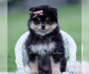 Medium Pomeranian