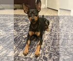 Small Photo #1 Miniature Pinscher Puppy For Sale in LOS ANGELES, CA, USA