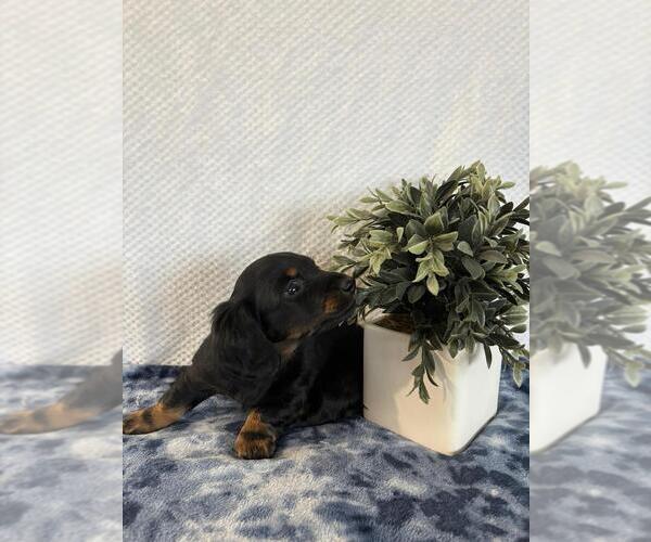 Medium Photo #5 Dachshund Puppy For Sale in LOOGOOTEE, IN, USA