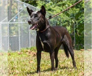 Charcoal - Male Mutt Dog for Adoption - Photo #5