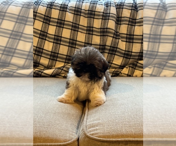 Medium Photo #2 Shih Tzu Puppy For Sale in ELDERWOOD, CA, USA