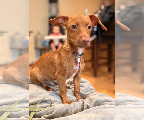 Medium Photo #2 Dachshund-Unknown Mix Puppy For Sale in Pottstown, PA, USA