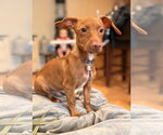 Small Photo #2 Dachshund-Unknown Mix Puppy For Sale in Pottstown, PA, USA