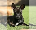 Small Photo #3 Chiweenie Puppy For Sale in La Verne, CA, USA
