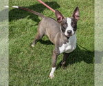 Small #1 American Staffordshire Terrier-Bull Terrier Mix