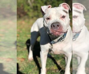 American Pit Bull Terrier-Unknown Mix Dogs for adoption in New York, NY, USA