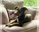 Small #3 Dachshund Mix