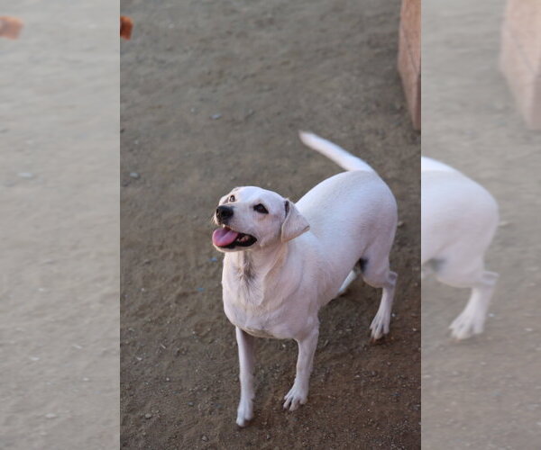 Medium Photo #1 Italian Greyhuahua Puppy For Sale in Studio City, CA, USA