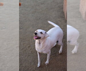 Italian Greyhuahua Dogs for adoption in Studio City, CA, USA