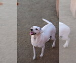 Buttercup #2575 - Female Italian Greyhuahua Dog for Adoption - Small photo