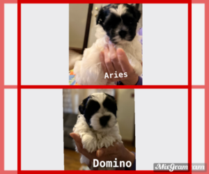 Mal-Shi Puppy for sale in CLIFTON, NJ, USA
