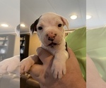 Small Photo #1 American Bulldog Puppy For Sale in The Dalles, OR, USA