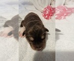 Puppy Rose Alaskan Malamute