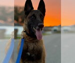 Peace - Located in NY - Male Mutt Dog for Adoption - Small photo