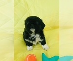 Small Photo #8 Pekingese Puppy For Sale in PHOENIX, AZ, USA