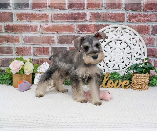 Medium Photo #1 Schnauzer (Miniature) Puppy For Sale in SYRACUSE, IN, USA