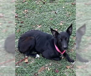 American Staffordshire Terrier-Unknown Mix Dogs for adoption in San Antonio, TX, USA