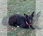 Small American Staffordshire Terrier Mix