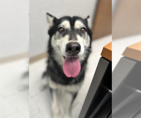 Medium Photo #1 Siberian Husky Puppy For Sale in Chula Vista, CA, USA