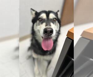 Siberian Husky Dogs for adoption in Chula Vista, CA, USA