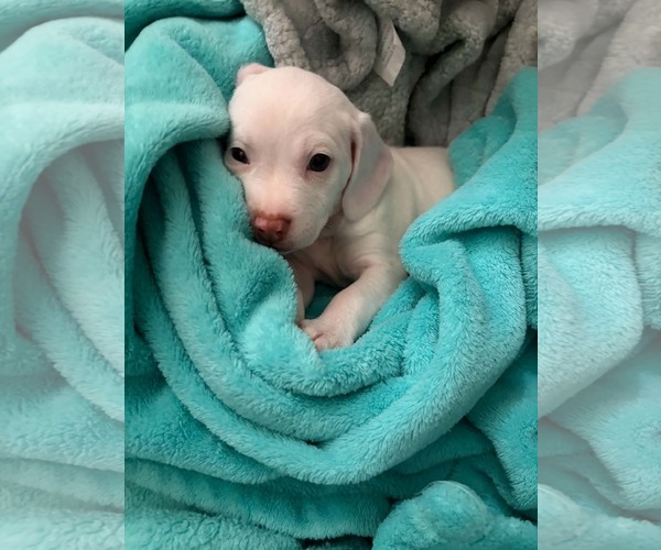 Medium Photo #3 Bullypit Puppy For Sale in Holly Springs, NC, USA