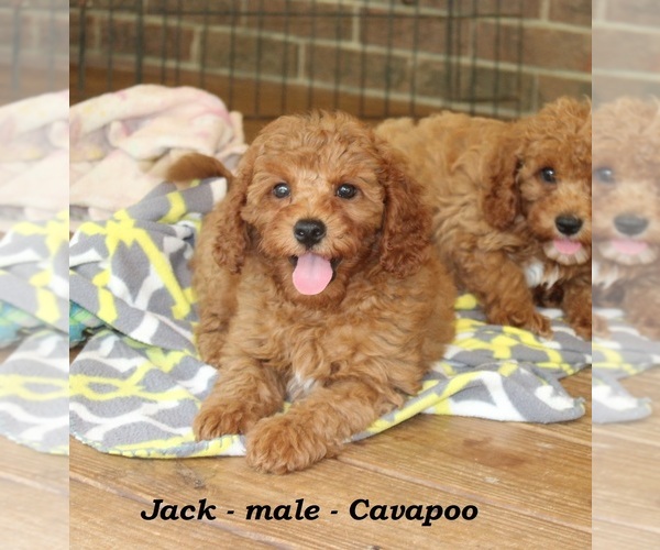 Medium Photo #2 Cavapoo Puppy For Sale in CLARKRANGE, TN, USA