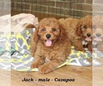 Small #1 Cavapoo