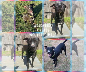Mutt Dogs for adoption in FRAMINGHAM, MA, USA