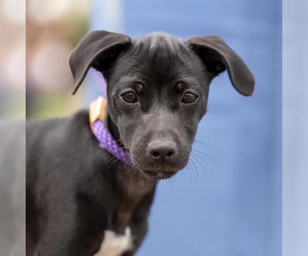 Medium Photo #3 Mutt Puppy For Sale in San Diego, CA, USA