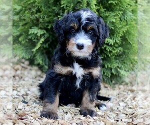 Miniature Bernedoodle Puppy for sale in GORDONVILLE, PA, USA