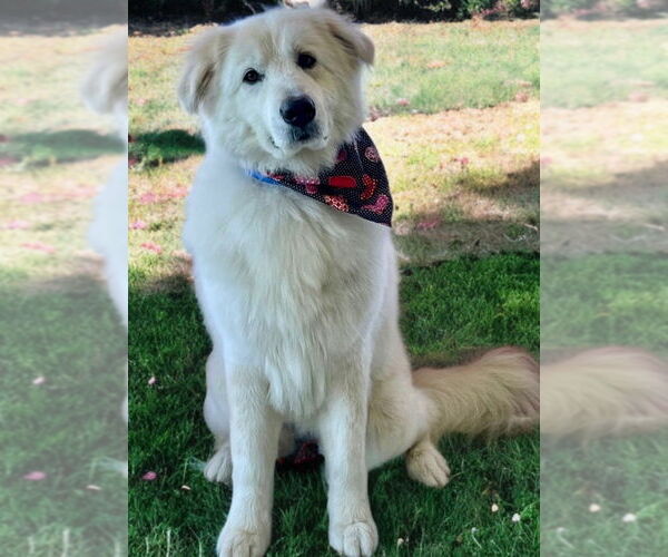 Medium Photo #4 Great Pyrenees-Unknown Mix Puppy For Sale in Newport Beach, CA, USA