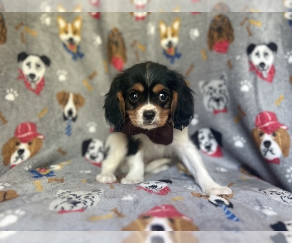 Medium Photo #10 Cavalier King Charles Spaniel Puppy For Sale in LAKELAND, FL, USA
