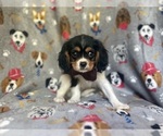 Small #9 Cavalier King Charles Spaniel