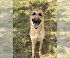 German Shepherd Dog Dogs for adoption in Conroe, TX, USA