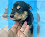 Small #5 Doberman Pinscher-German Shepherd Dog Mix