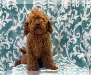 Cavapoo Puppy for sale in LAKELAND, FL, USA