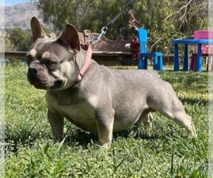 Father of the French Bulldog puppies born on 07/13/2023