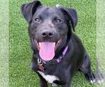 Small #3 Labrador Retriever Mix