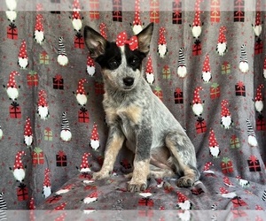 Australian Cattle Dog-Border Collie Mix Puppy for sale in LAKELAND, FL, USA