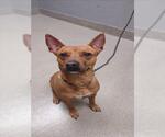 Small American Pit Bull Terrier Mix