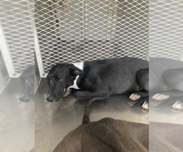 Medium Photo #1 American Pit Bull Terrier Puppy For Sale in Bakersfield, CA, USA