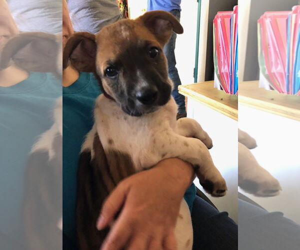 Medium Photo #2 Great Dane-Unknown Mix Puppy For Sale in Amarillo, TX, USA